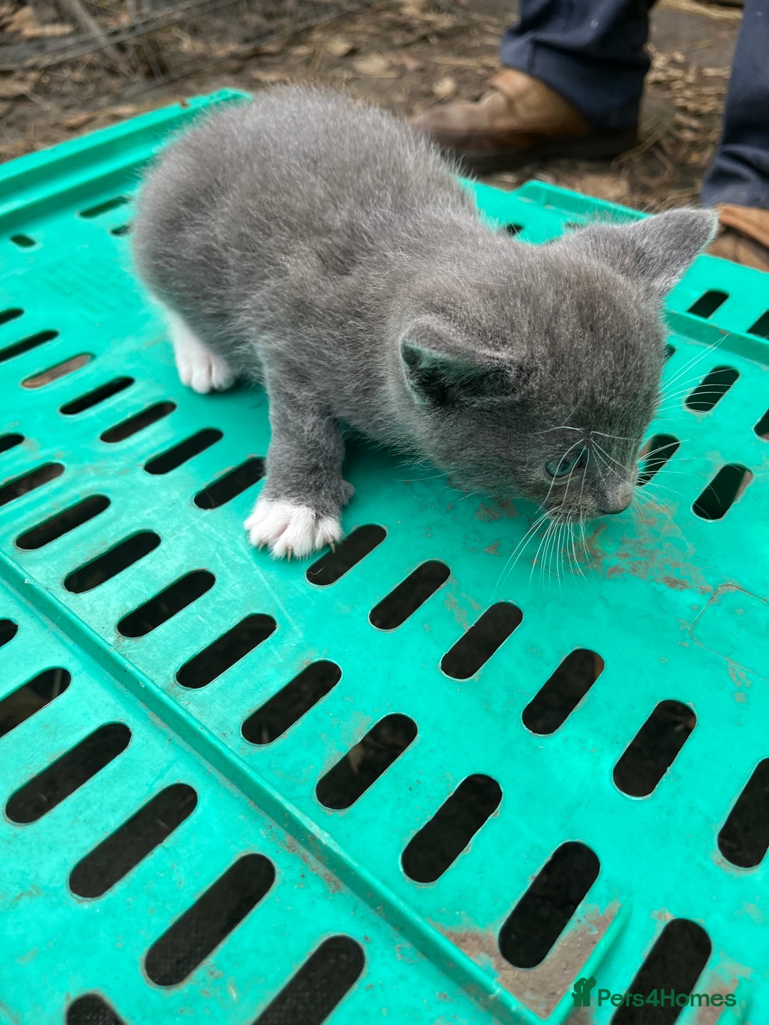Mixed Breed cats for sale: Mixed breed Kitten’s  - Image 18