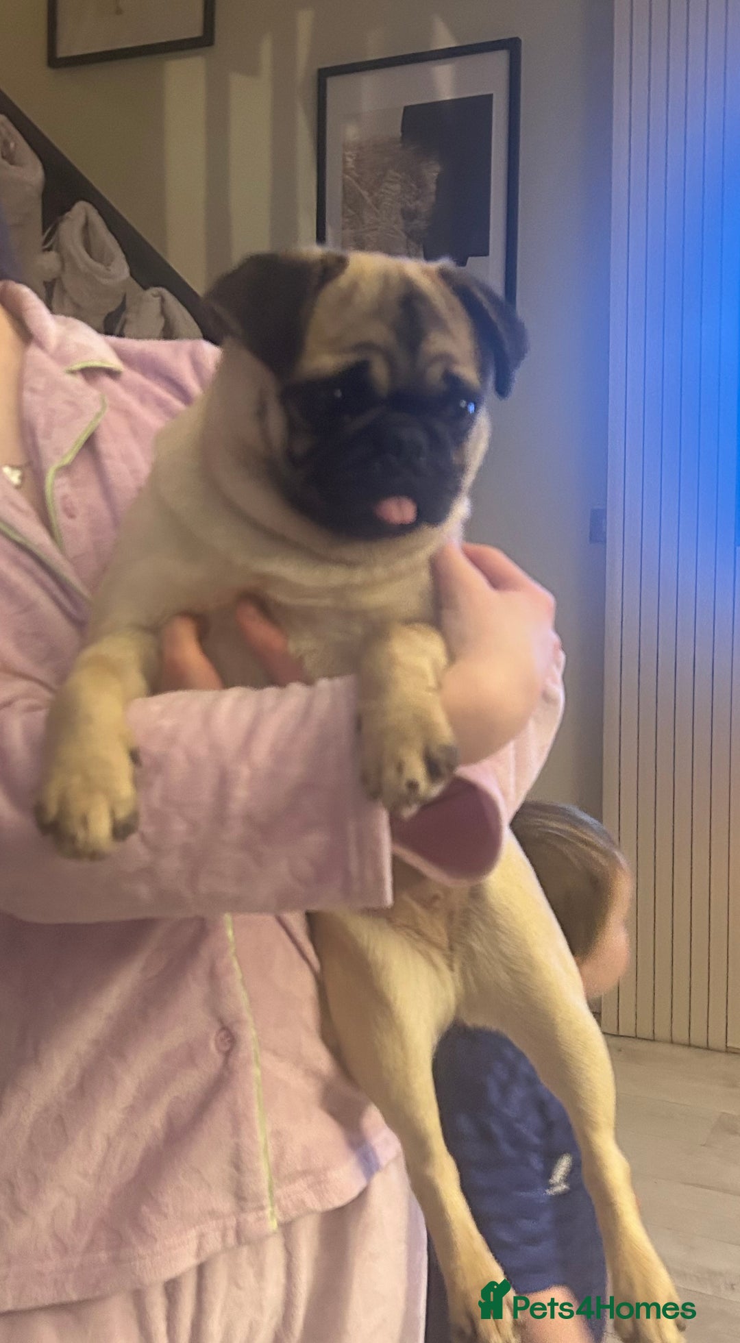 Pug dogs for sale: ** 10 MONTH PUG FEMALE ** - Advert 4