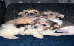 Mixed Breed dogs for sale: Mixed breed puppies  - Image 6