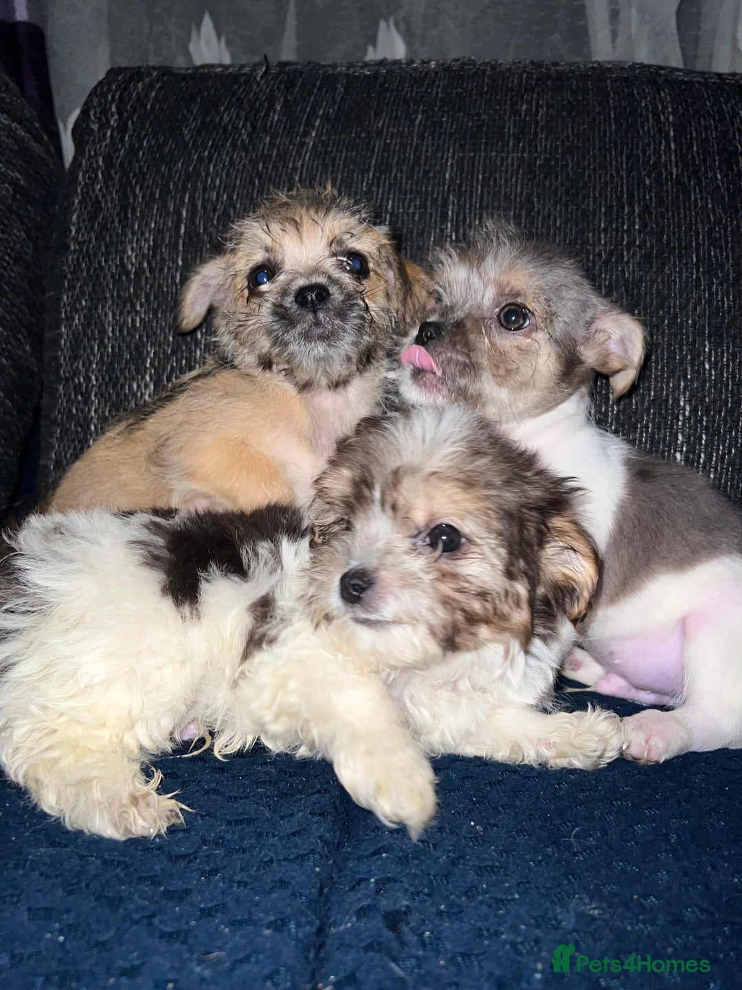 Mixed Breed dogs for sale: Mixed breed puppies  - Image 6