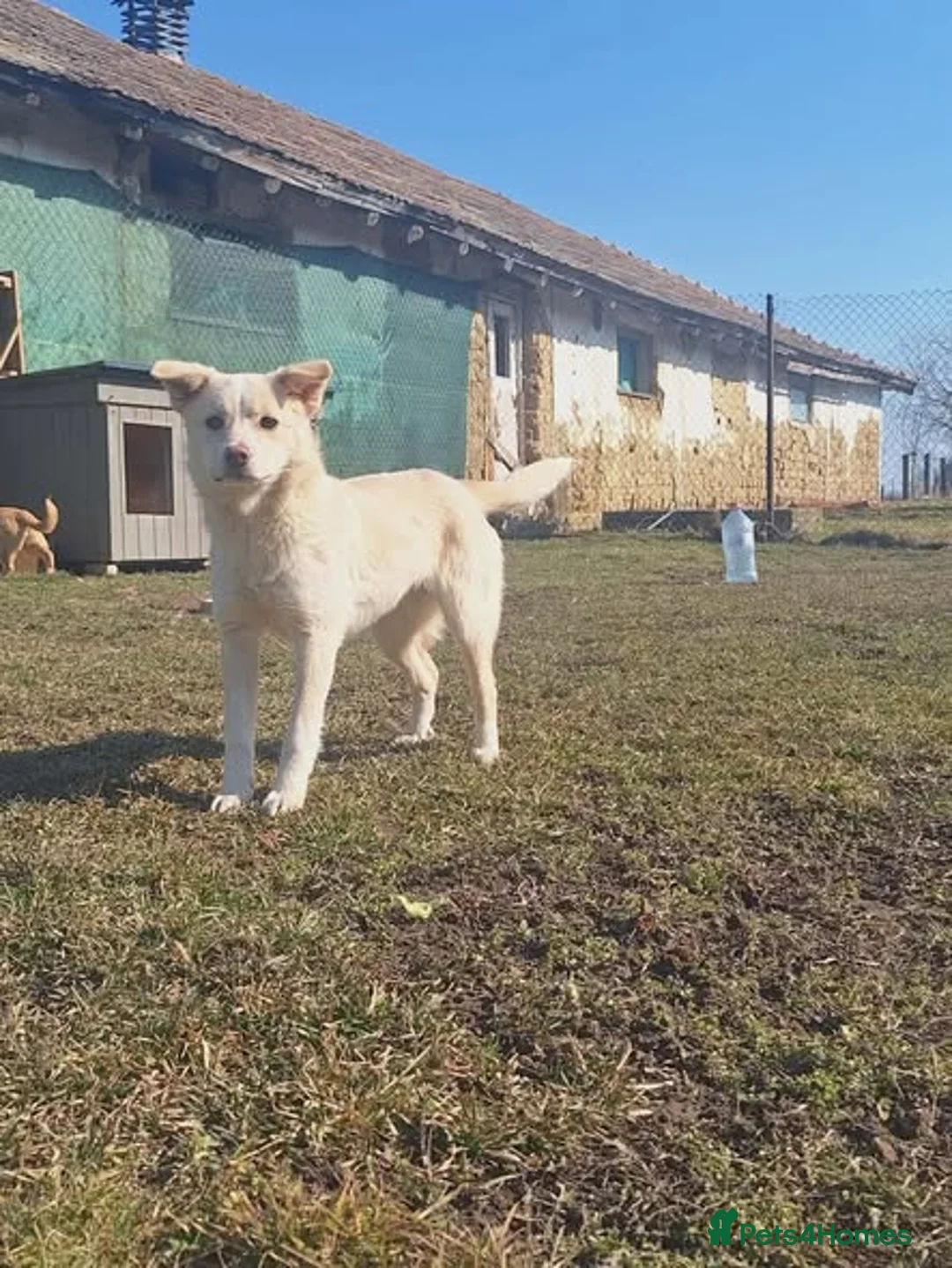 Mixed Breed dogs for adoption: Latte for adoption in Leigh-on-Sea - Advert 8