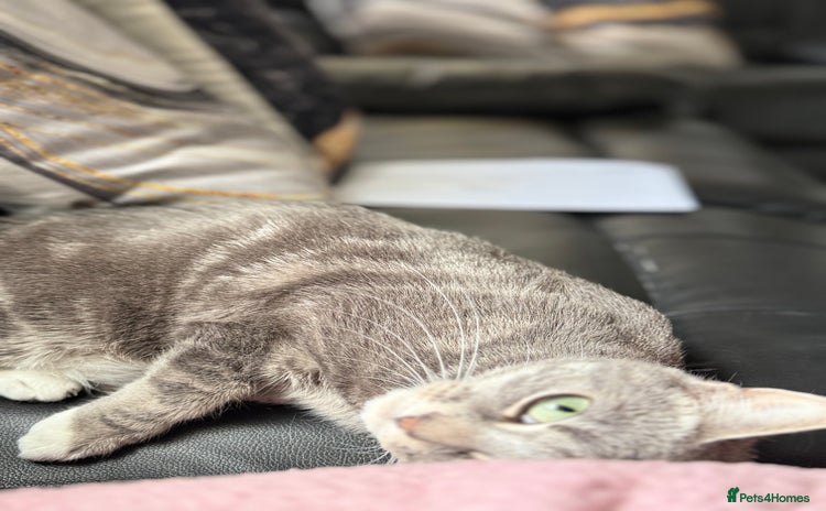 British Shorthair cats - Advert 2