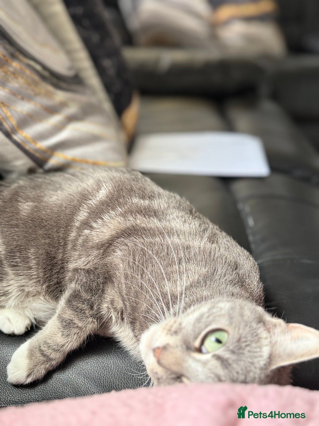 British Shorthair cats for sale: Grey tabby short hair..  - Image 1