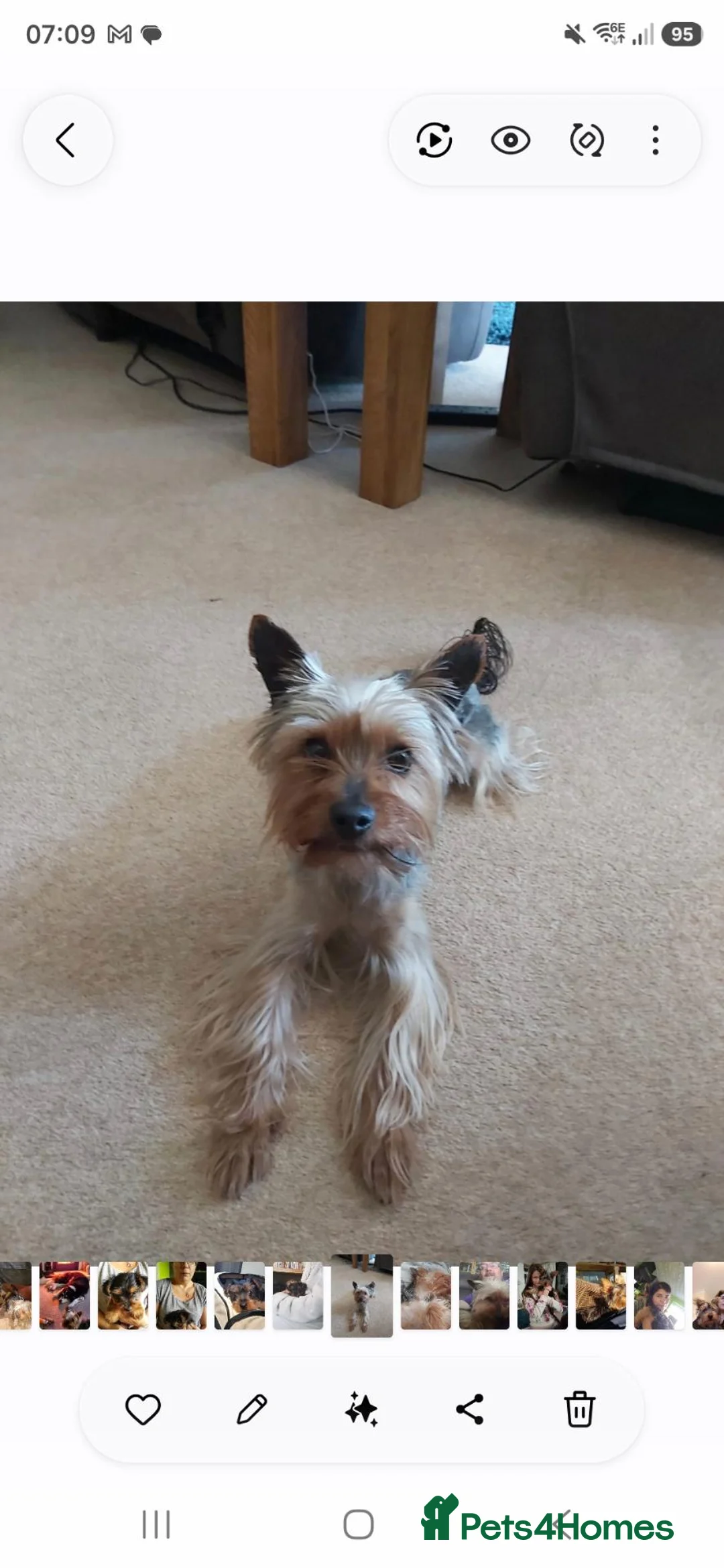 Yorkshire Terrier dogs for sale: For adoption in Yeovil - Advert 2