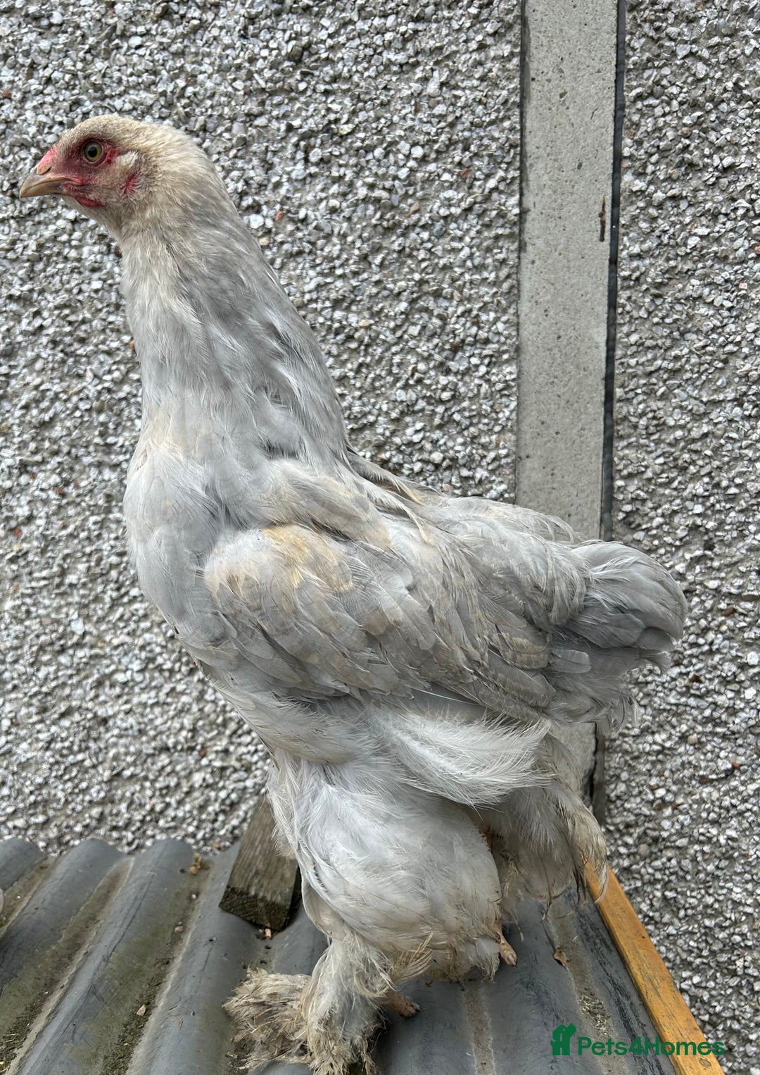 Chickens poultry for sale: Isabella Brahma  - Image 2