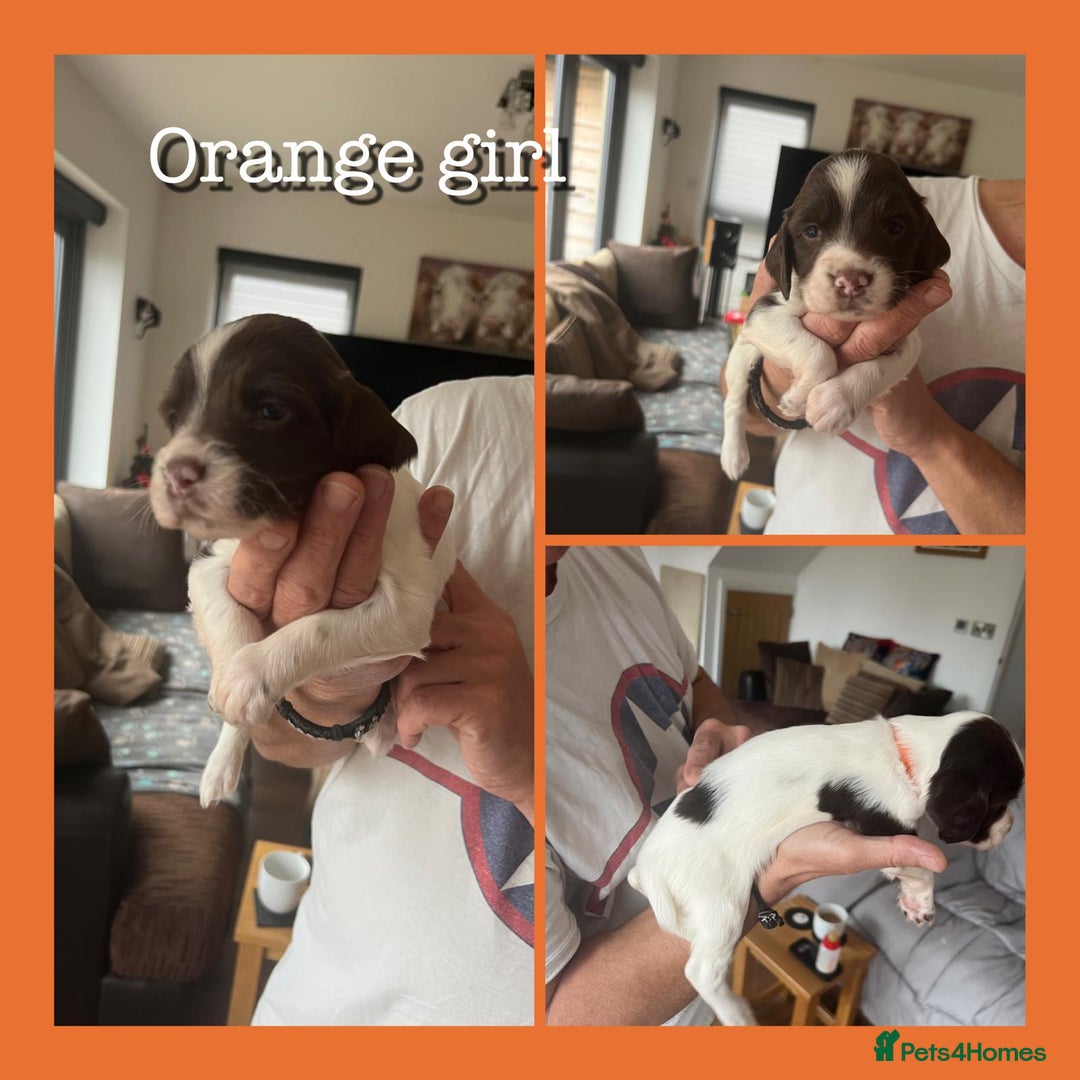 English Springer Spaniel dogs for sale: KC English Springer Spaniel Puppies Working Lines - Advert 13