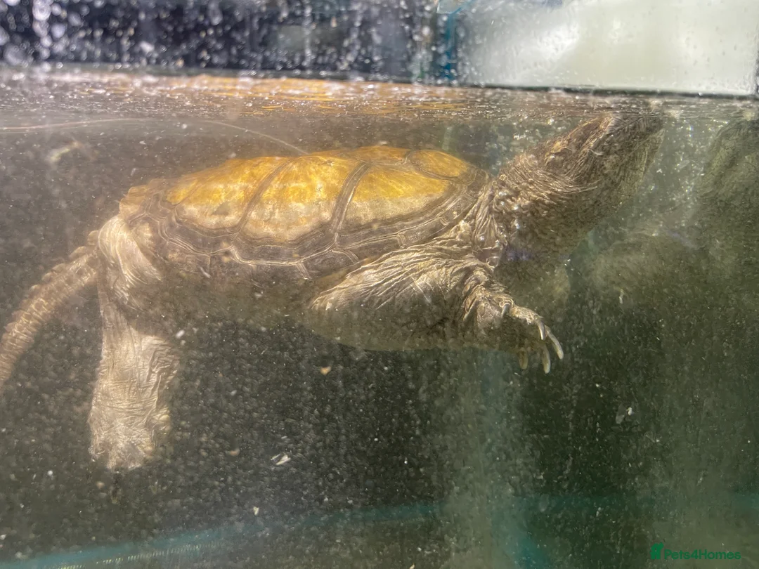 Turtle reptiles for sale: Common Snapping Turtle - Advert 4
