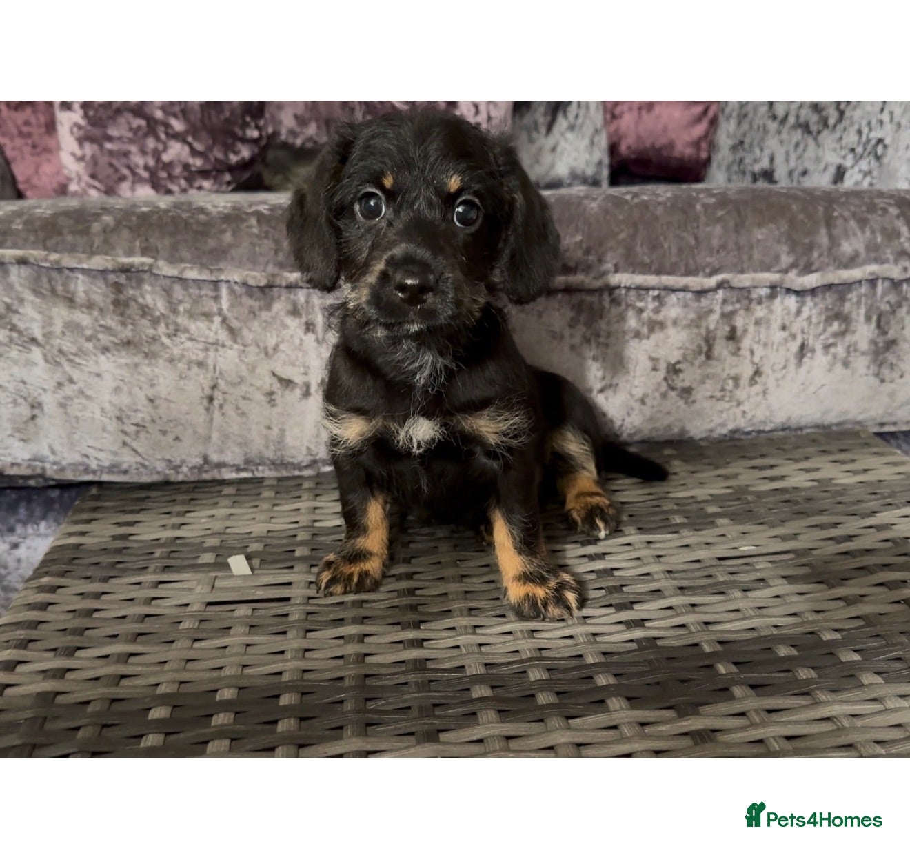 Doxiepoo dogs Doxiepoo puppies (minature) - Advert 5