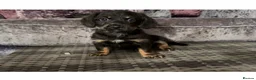 Doxiepoo dogs for sale: Doxiepoo puppies (minature) - Advert 1