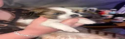 Jack Chi dogs for sale: Adorable Jack Russell X - Advert 13