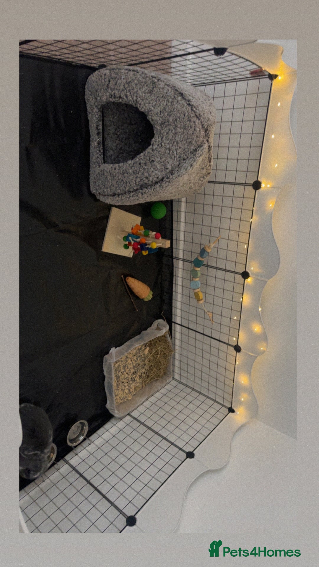 Mini Lop rabbits for sale: Beautiful, friendly mini lops - Advert 4