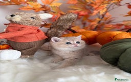 British Shorthair cats for sale: Blue Golden British Shorthair - Image 9