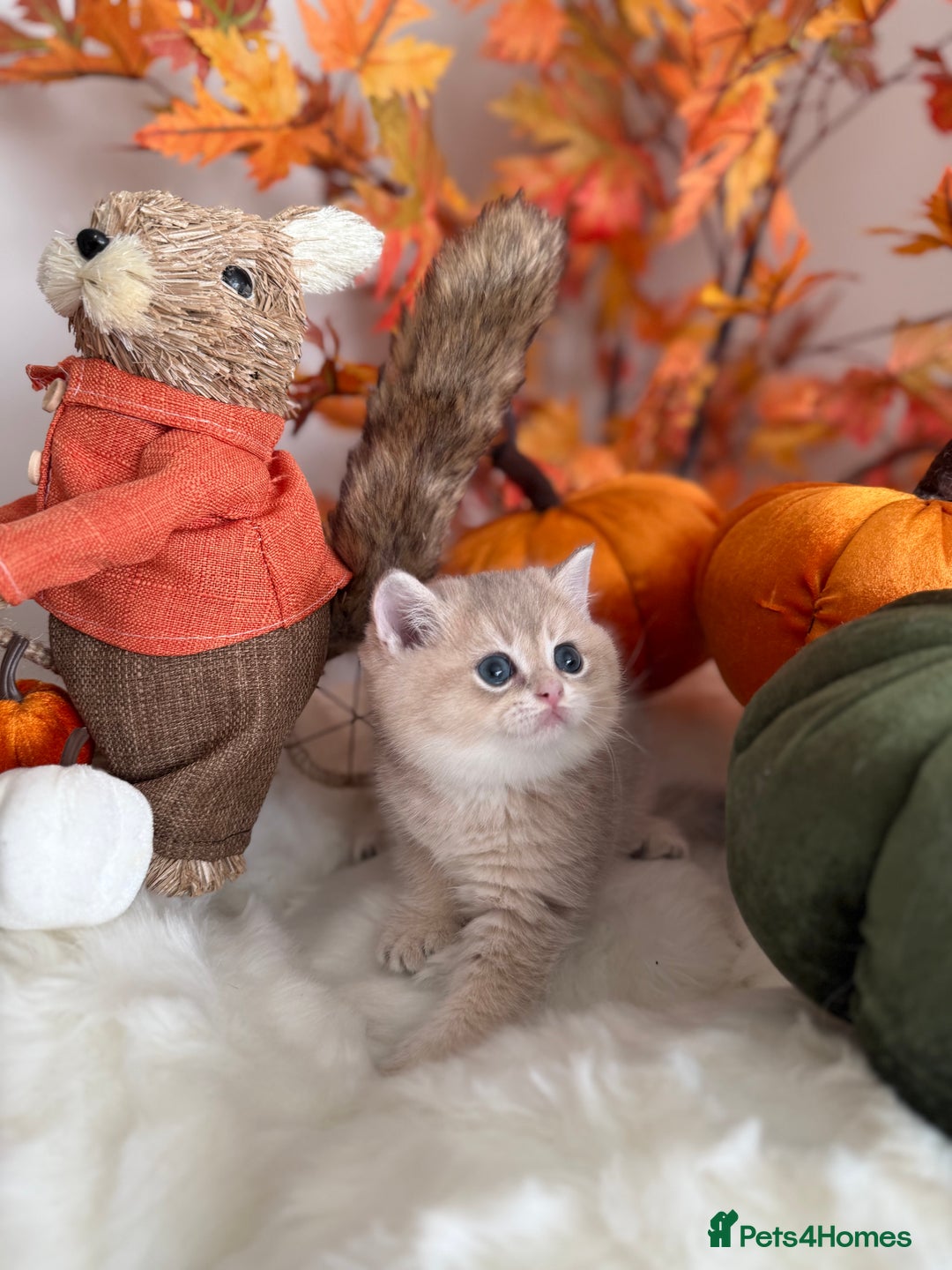 British Shorthair cats for sale: Blue Golden British Shorthair - Image 9