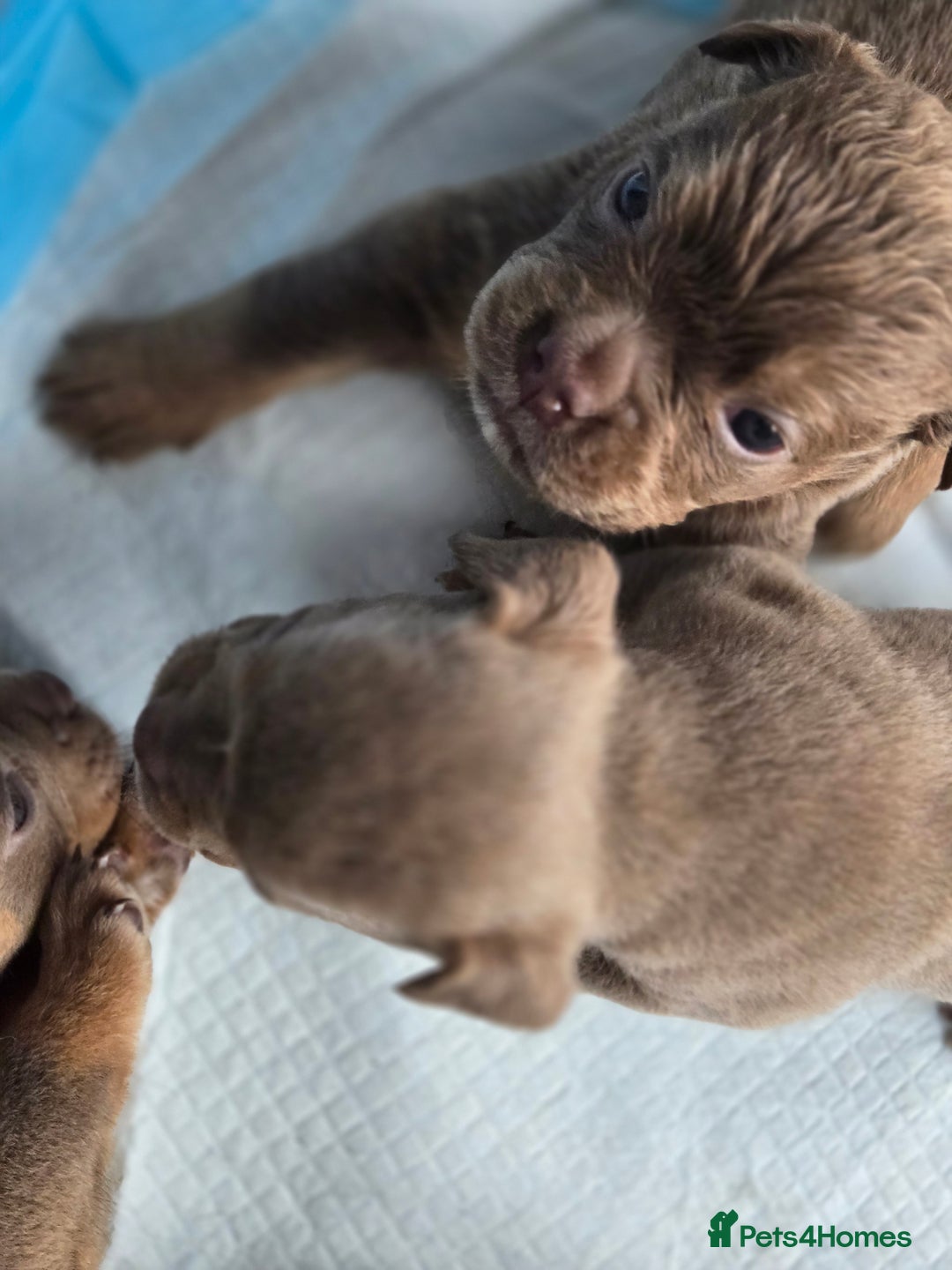 Olde English Bulldogge dogs for sale: Old english bulldoggee mammots - Image 6