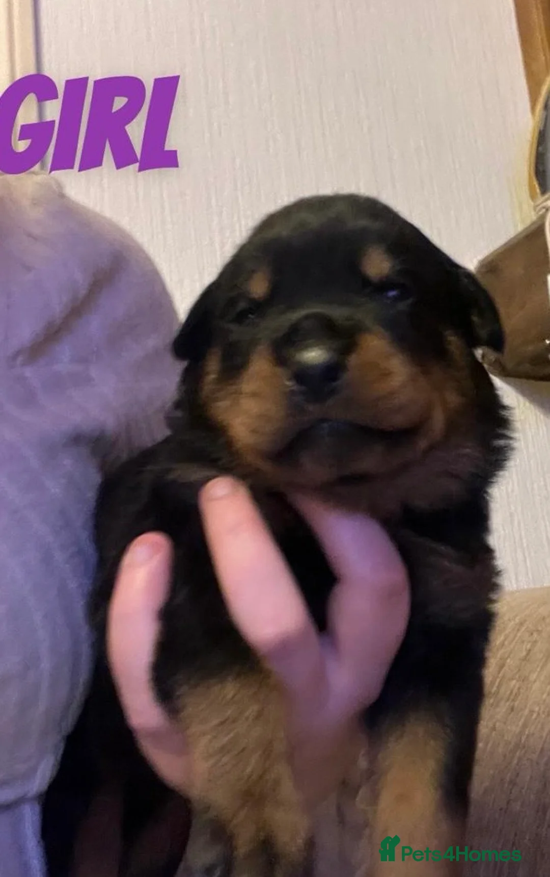 Rottweiler dogs for sale: Beautiful Rottweiler puppies for sale  - Advert 8