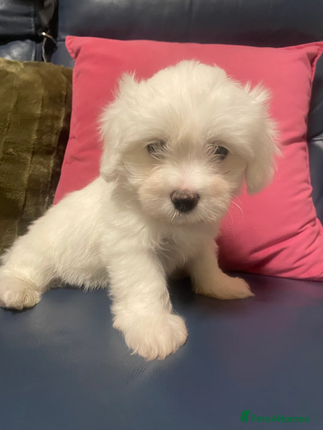 Maltese dogs for sale: Maltese in Tunbridge Wells - Advert 4