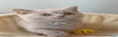British Shorthair 6