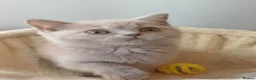 British Shorthair cats for sale: Ready to leave🐈‍⬛ - Advert 36