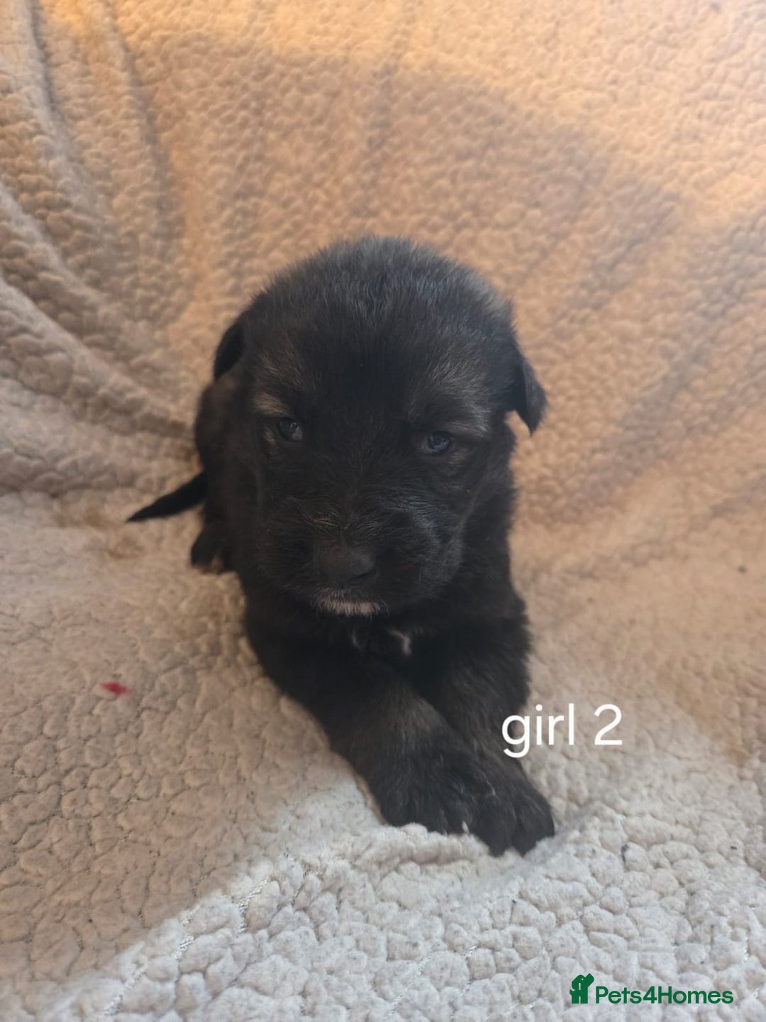 German Shepherd dogs for sale: Beautiful German shepherd puppy’s💕💙 - Advert 5
