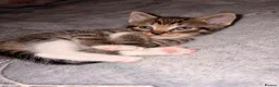 Mixed Breed cats for sale: 5 Kittens looking for their new home in London - Advert 12