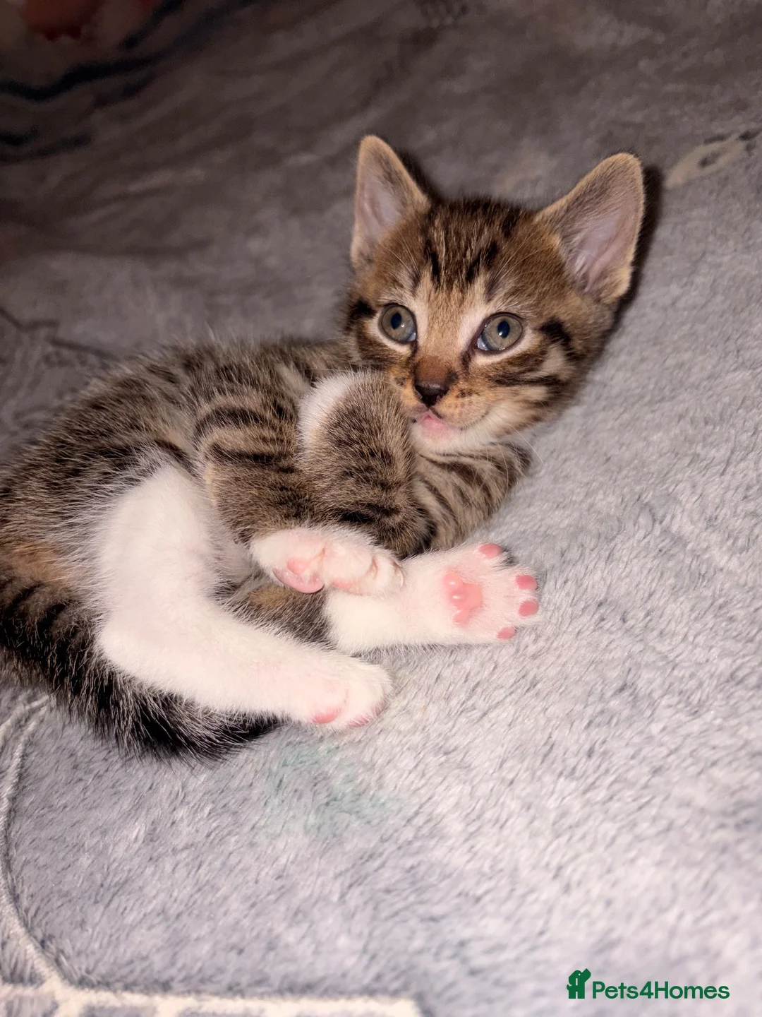 Mixed Breed cats for sale: 5 Kittens looking for their new home in London - Advert 12