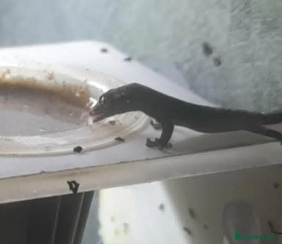 Gecko reptiles for sale: Mourning geckos. - Advert 37