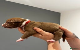 Mixed Breed dogs for sale: Staffy mix pups  - Image 22