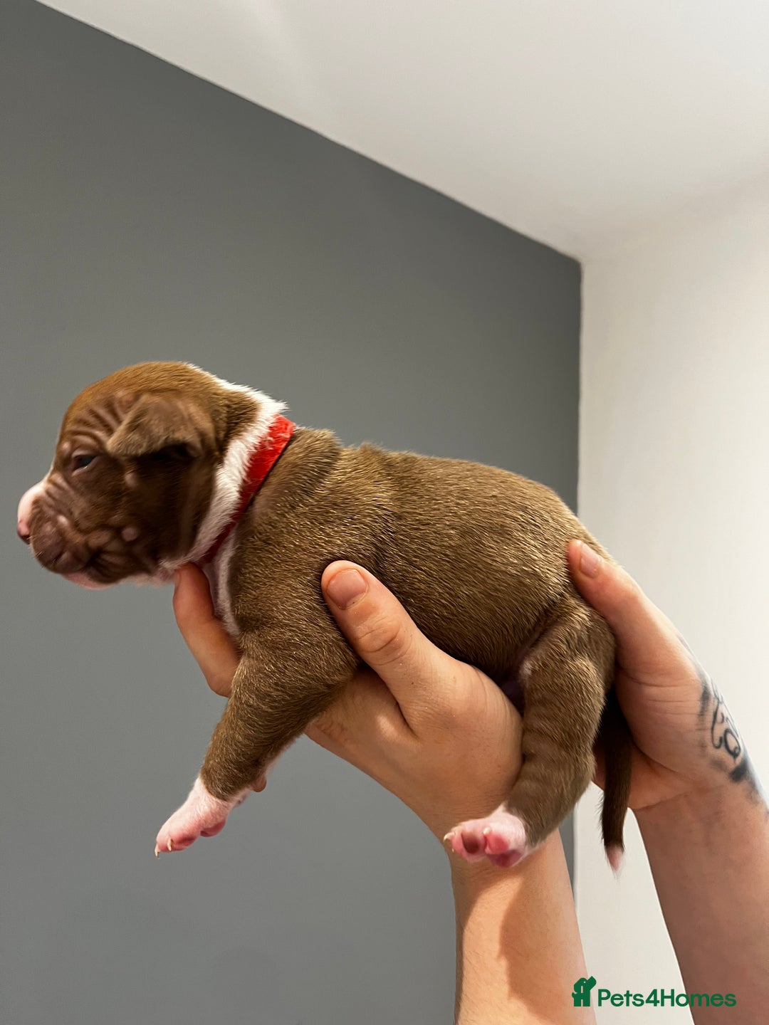 Mixed Breed dogs for sale: Staffy mix pups  - Image 22