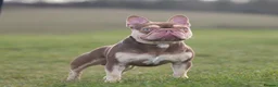 French Bulldog dogs for sale: Rojo and tan - Advert 2
