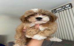 Poochon dogs for sale: Poochon  - Image 1