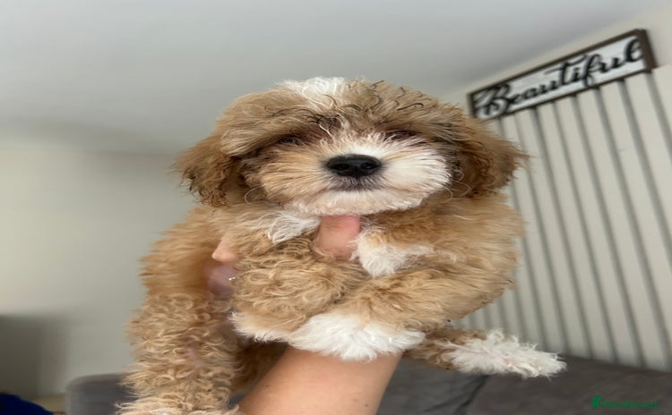 Poochon dogs - Advert 1