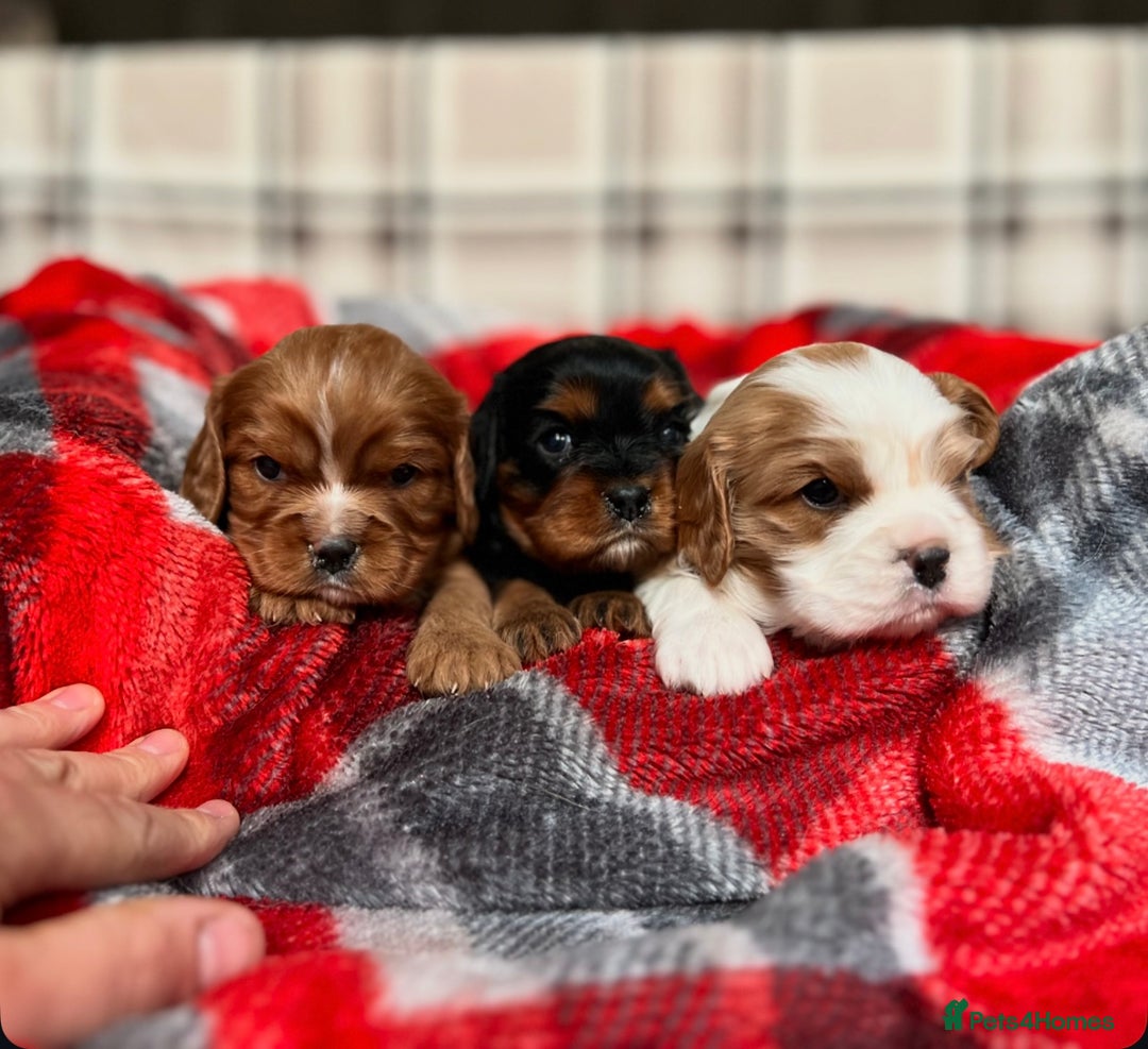 Cavalier King Charles Spaniel dogs for sale: STUNNING CAVALIER KING CHARLES PUPPIES  - Advert 2