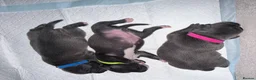 Staffordshire Bull Terrier dogs for sale: 💙KC BLUE STAFFORDSHIRE BULL TERRIER PUPPIES💙 - Advert 11