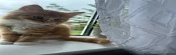 Mixed Breed cats for sale: Fluffy ginger male kitten  - Advert 3