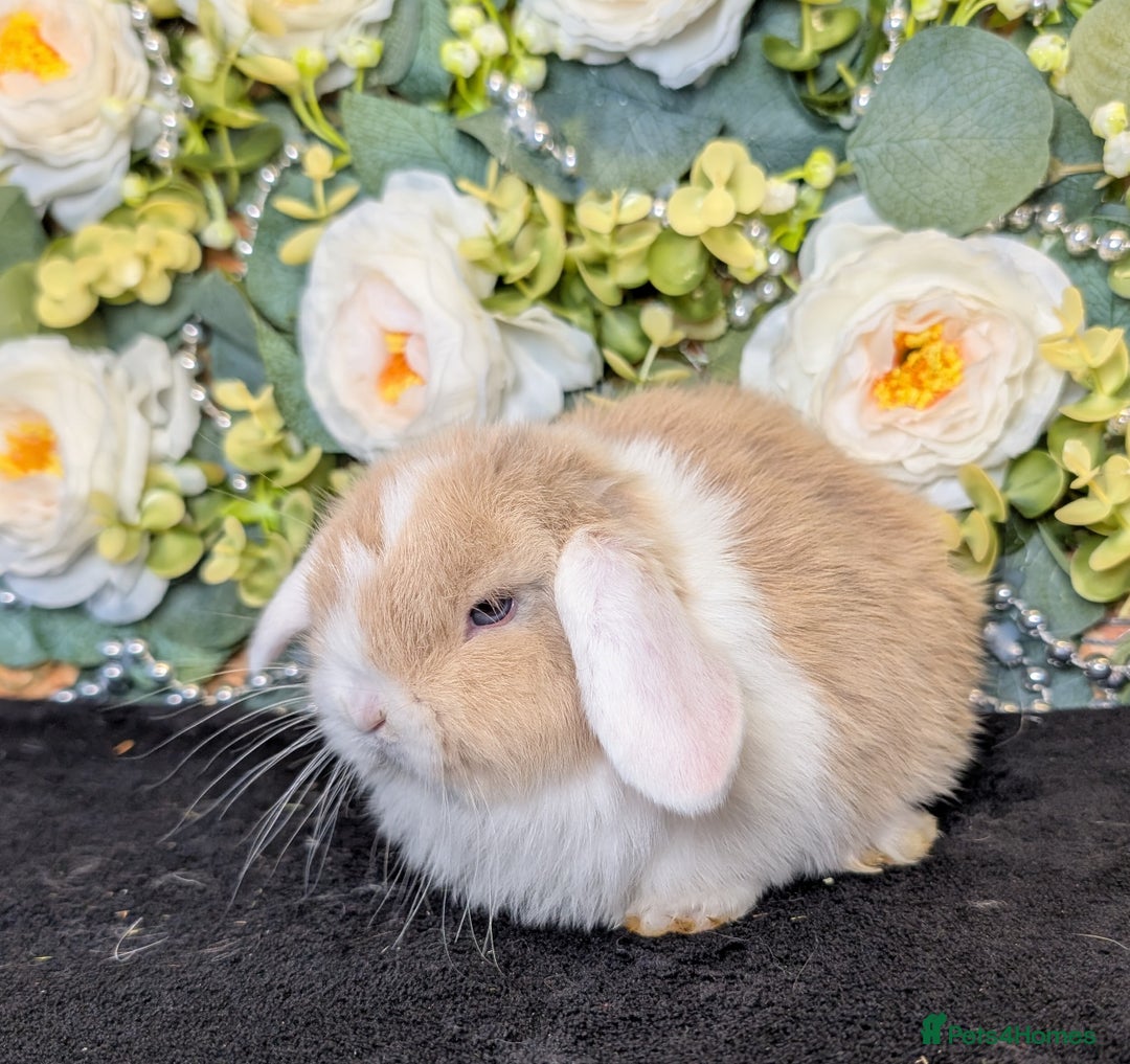 Mini Lop rabbits for sale: ❤️Stunning mini lop babies❤️ - Advert 19