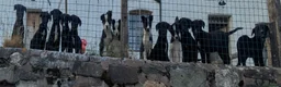 Borador dogs for sale: Boradors pups *READY NOW* - Advert 10