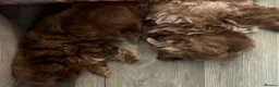 Shih Tzu dogs for sale: Chocolate Imperial Shihtzu - Advert 6