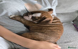 English Bulldog dogs for sale: English Bulldog puppie- Chocolate/tan & Brindle - Image 7