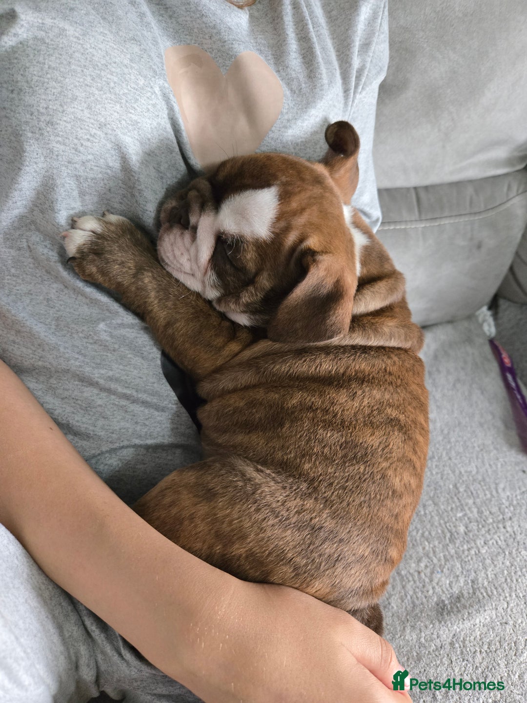 English Bulldog dogs for sale: English Bulldog puppie- Chocolate/tan & Brindle - Image 7