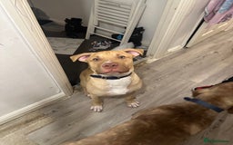 Mixed Breed dogs for sale: Prince puppy - Image 4