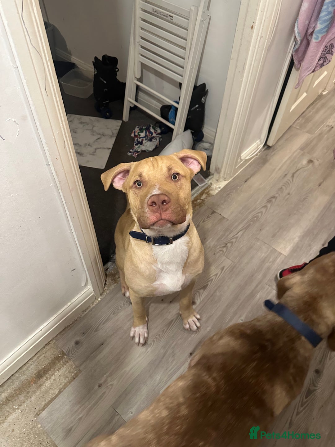 Mixed Breed dogs for sale: Prince puppy - Image 4