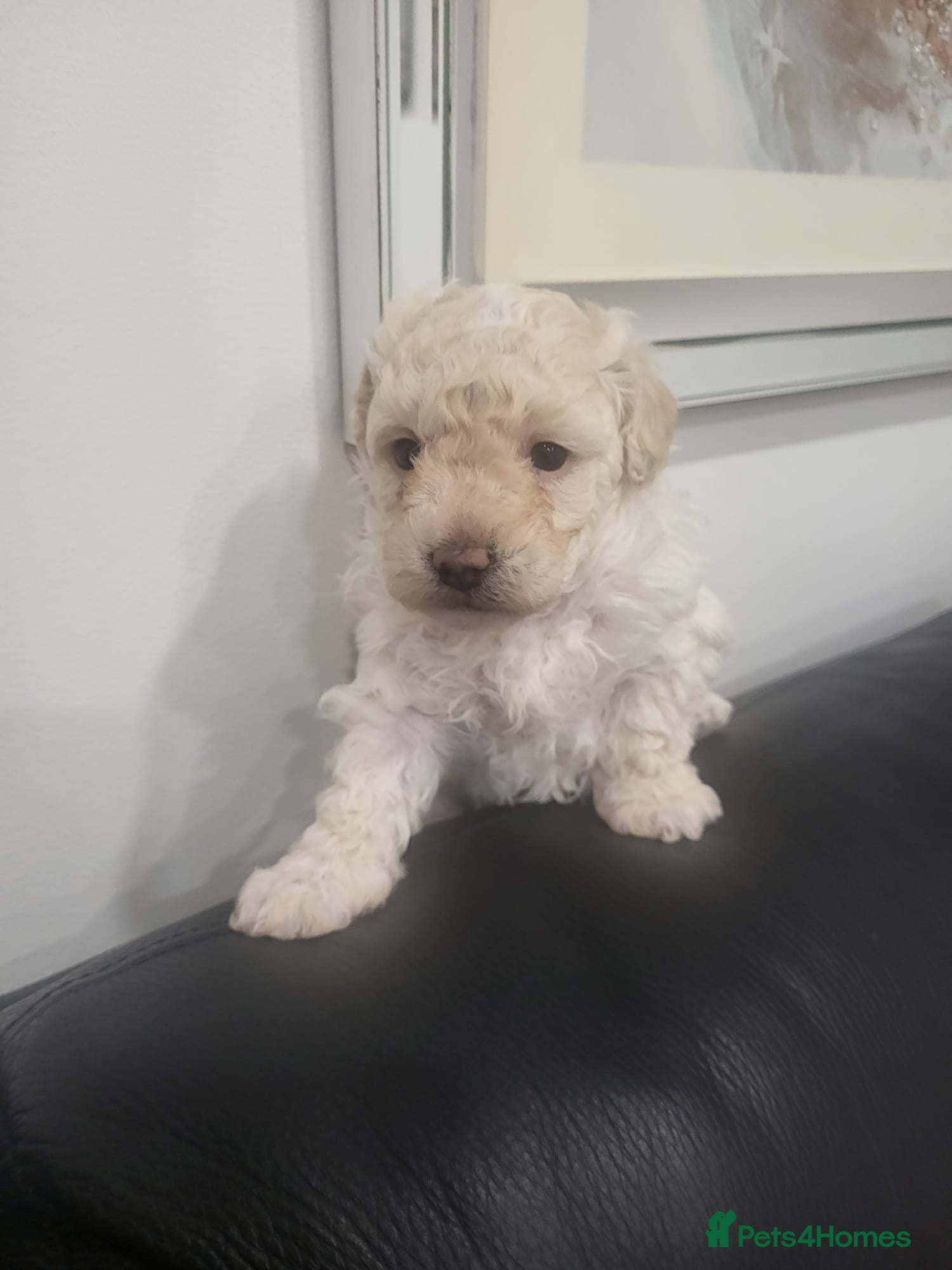 Maltipoo dogs Ready to leave Stunning maltipoo puppy for sale - Advert 4