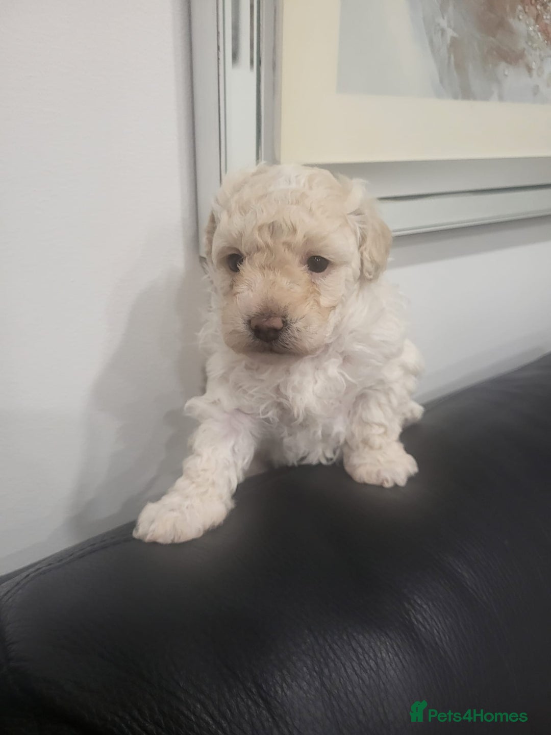 Maltipoo dogs for sale: Stunning maltipoo puppy for sale - Advert 1