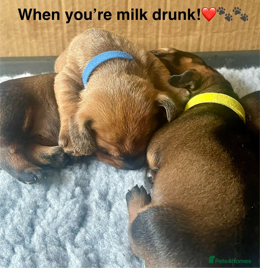 Dachshund dogs for sale: Excellence in every paw print Exceptional litter.  - Image 7