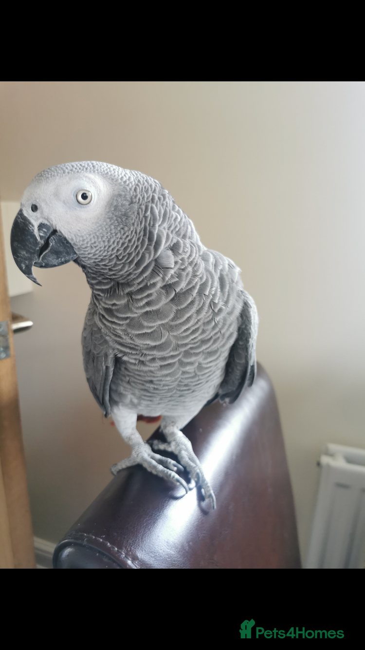 Parrots birds Tame friendly African grey  - Advert 5