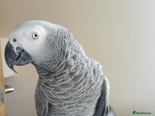 Parrots birds Tame friendly African grey - Advert 4