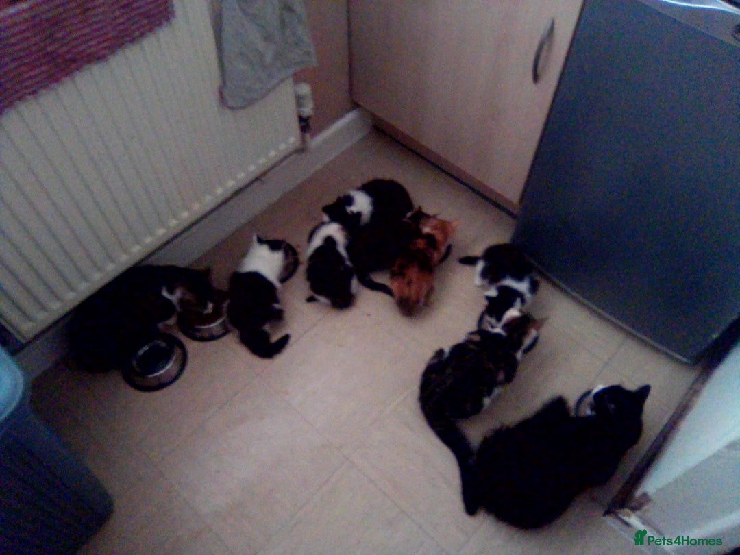 Mixed Breed cats for sale: Mixed breed kittens, Leominster - Image 11