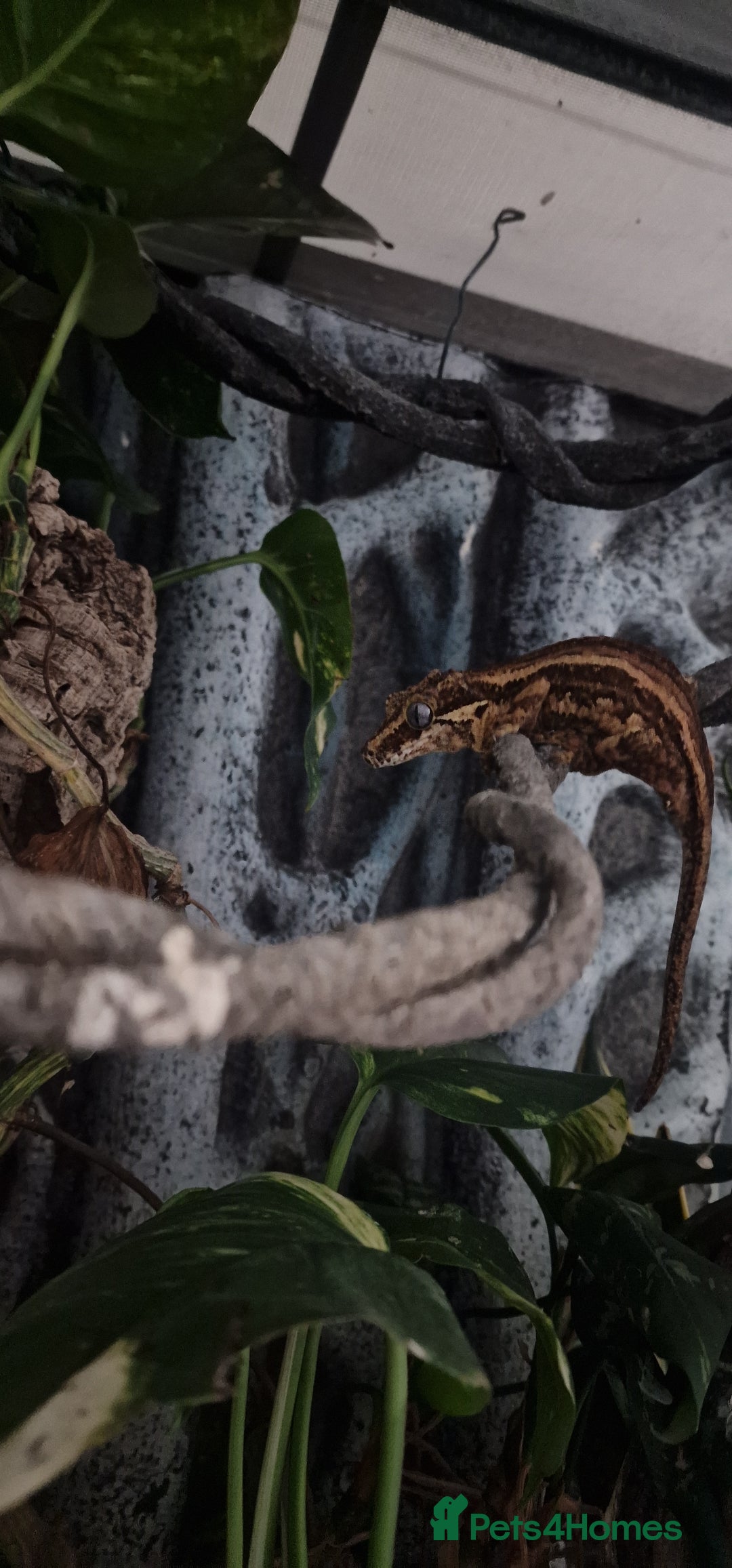Gecko reptiles for sale:  Gargoyle Gecko - Image 1