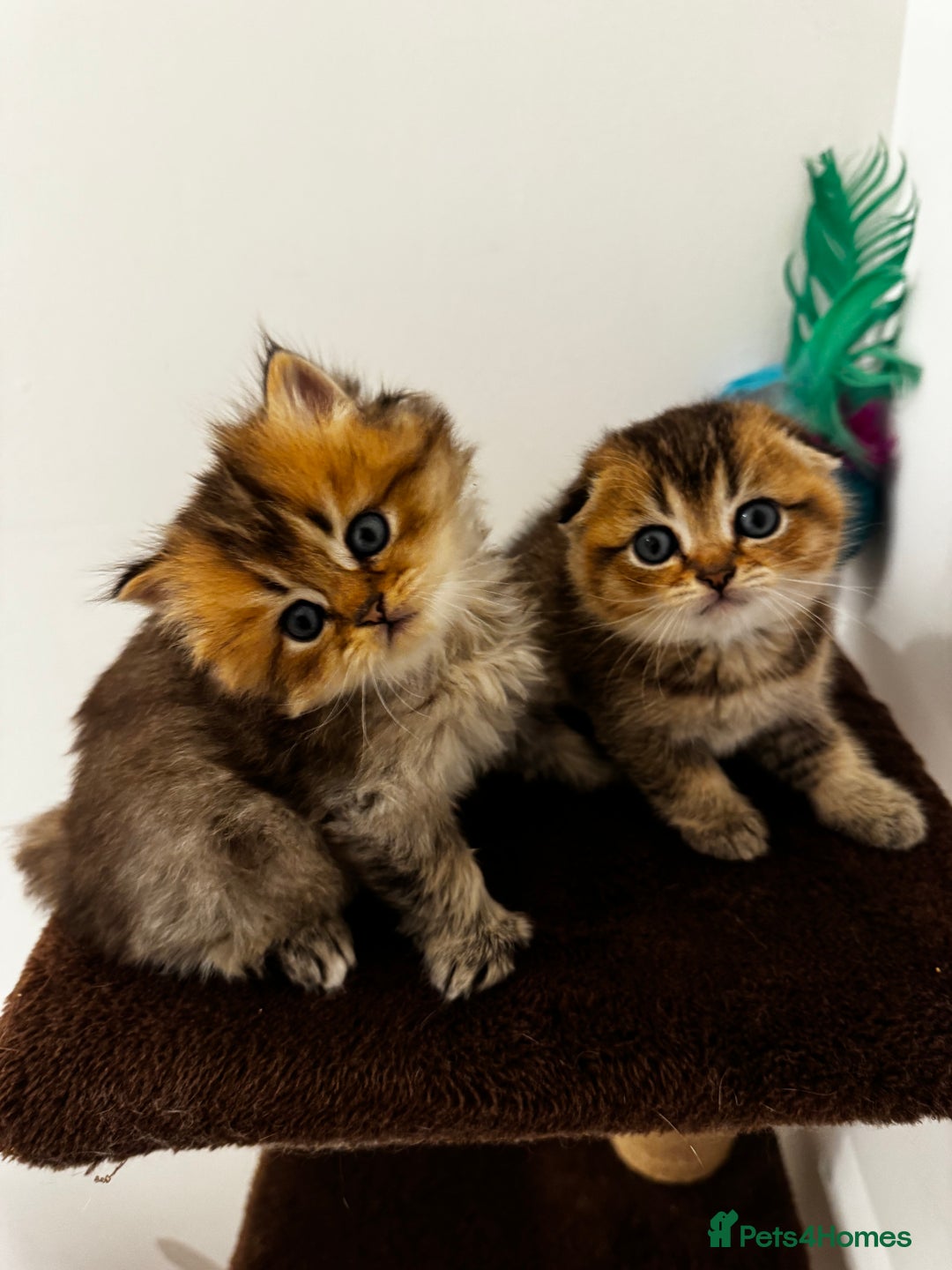 Scottish Fold cats for sale: Purebred Chinchilla Scottish Fold Kittens  🐾 - Advert 2