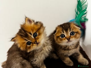Scottish Fold cats Purebred Chinchilla Scottish Fold Kittens 🐾 - Advert 6
